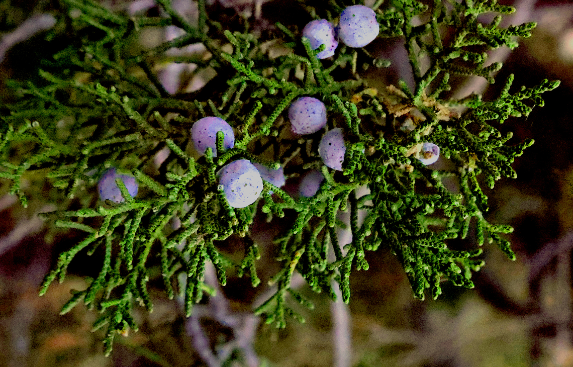 Rocky Mountain Juniper or Juniperus scopulorum  Geotagged,Juniperus scopulorum,Rocky Mountain Juniper,United States