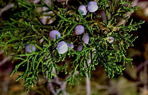 Rocky Mountain Juniper or Juniperus scopulorum  Geotagged,Juniperus scopulorum,Rocky Mountain Juniper,United States