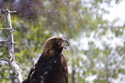 Golden Eagle or Aquila chrysaetos. At the Helena, MT, Montana Wild-FWP Aquila chrysaetos,Geotagged,Golden Eagle,Summer,United States