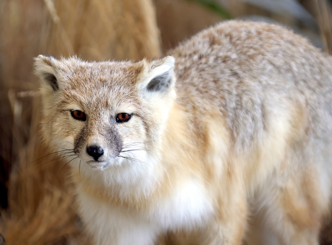 Swift fox or Vulpes velox  Geotagged,Summer,Swift fox,United States,Vulpes velox
