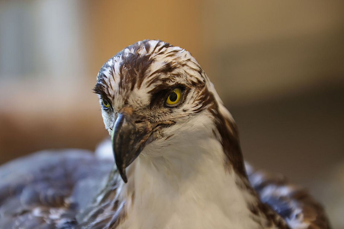 Osprey or Pandion haliaetus  Geotagged,Osprey,Pandion haliaetus,Summer,United States