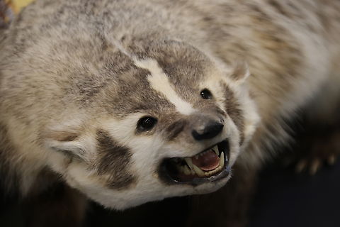 Badger or Taxidea taxus  American badger,Geotagged,Summer,Taxidea taxus,United States