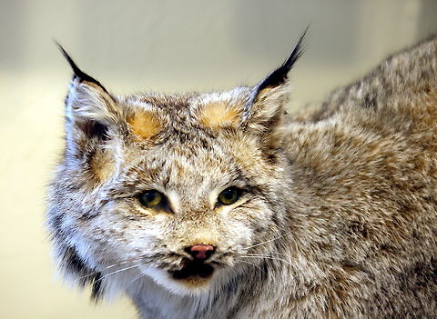 Canadian Lync or Lynx canadensis Helena, MT, Montana Wild-FWP Canada lynx,Canadian Lynx,Geotagged,Lynx canadensis,Summer,United States