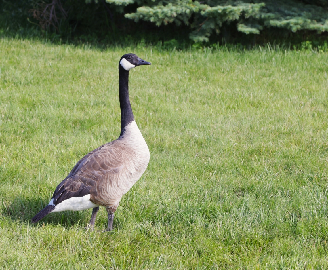 Canadian  Goose or Branta canadensis Helena, MT Spring Meadow Lake State Park<br />
 5N4A3902 Branta canadensis,Canada goose,Geotagged,Summer,United States
