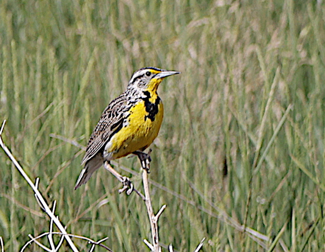 Western Meadowlark or Sturnella neglecta Helena, MT Spring Meadow Lake State Park Geotagged,Sturnella neglecta,Summer,United States,Western Meadowlark
