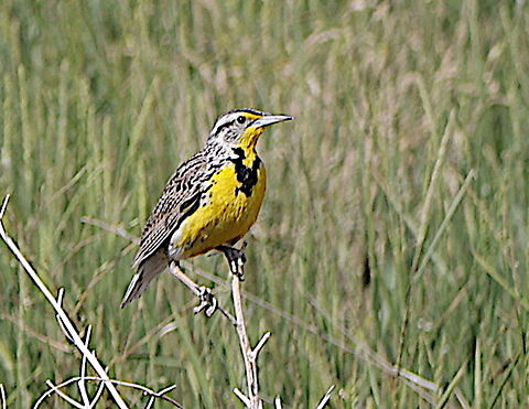 Western Meadowlark or Sturnella neglecta Helena, MT Spring Meadow Lake State Park Geotagged,Sturnella neglecta,Summer,United States,Western Meadowlark