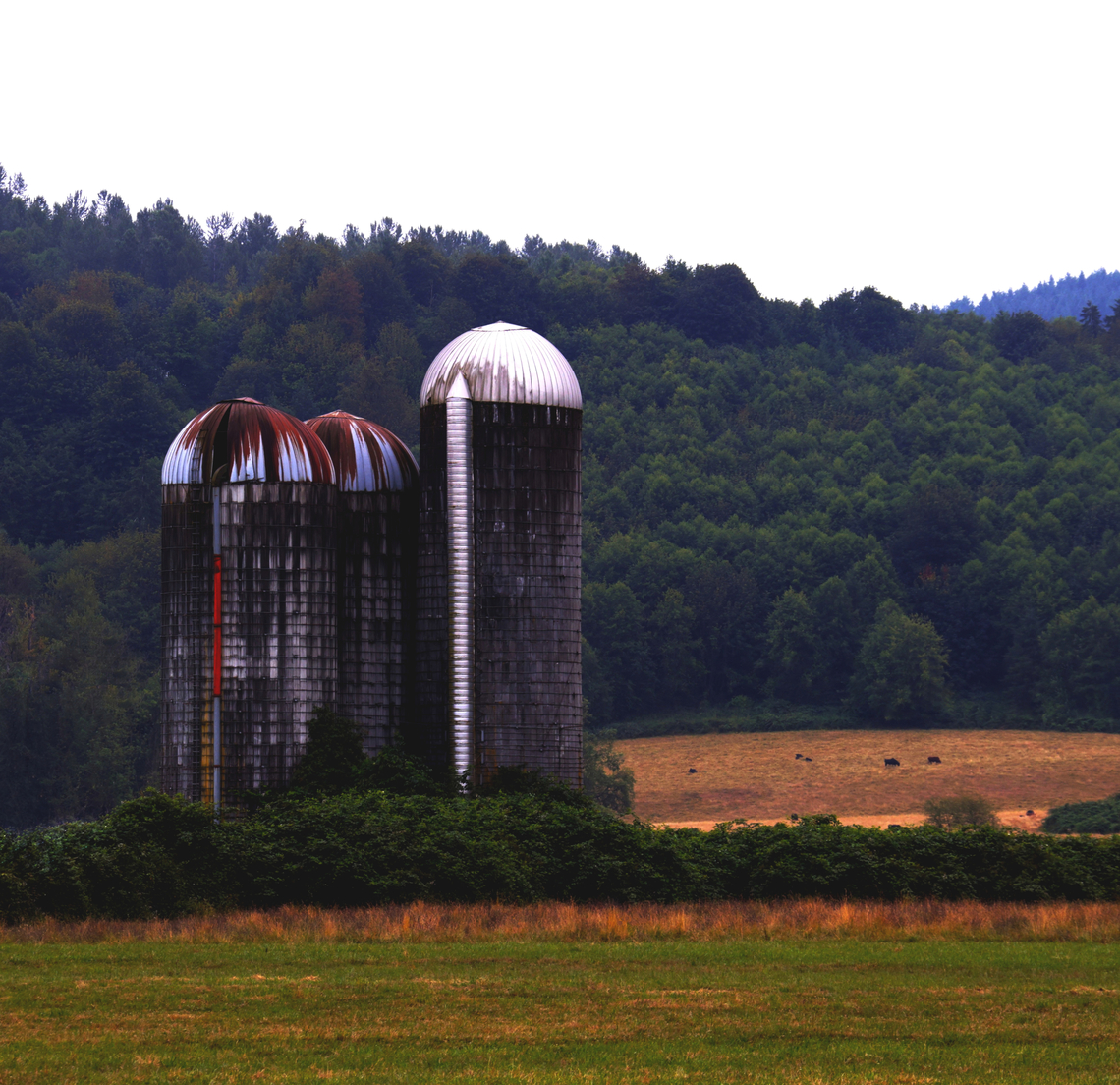 Landscape near Mount Rainier Washington  Geotagged,United States