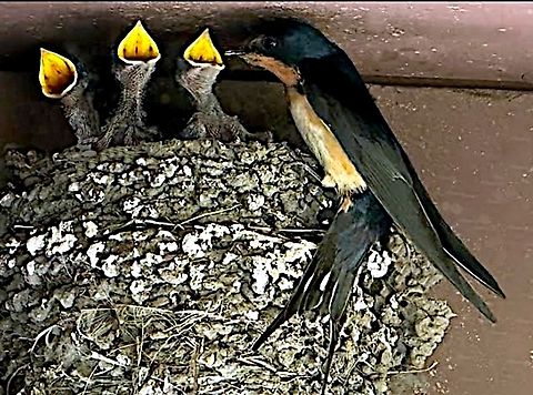American Barn Swallow or Hirundo rustica Three new born to feed. Under a rest stop gazebo.
45.23460° N, 118.01484° W Barn Swallow,Geotagged,Hirundo rustica,United States