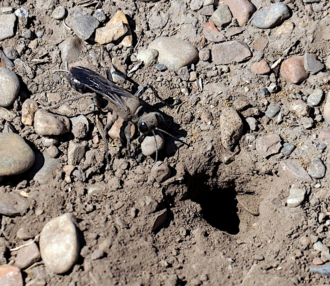 Great Black Digger Wasp or Sphex pensylvanicus She is covered in dust but notice the size of the rock she is moving to excavate her burrow. Geotagged,Great Black Wasp,Sphex pensylvanicus,Summer,United States