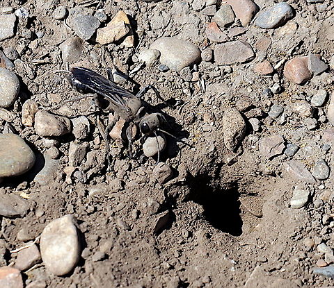 Great Black Digger Wasp or Sphex pensylvanicus She is covered in dust but notice the size of the rock she is moving to excavate her burrow. Geotagged,Great Black Wasp,Sphex pensylvanicus,Summer,United States