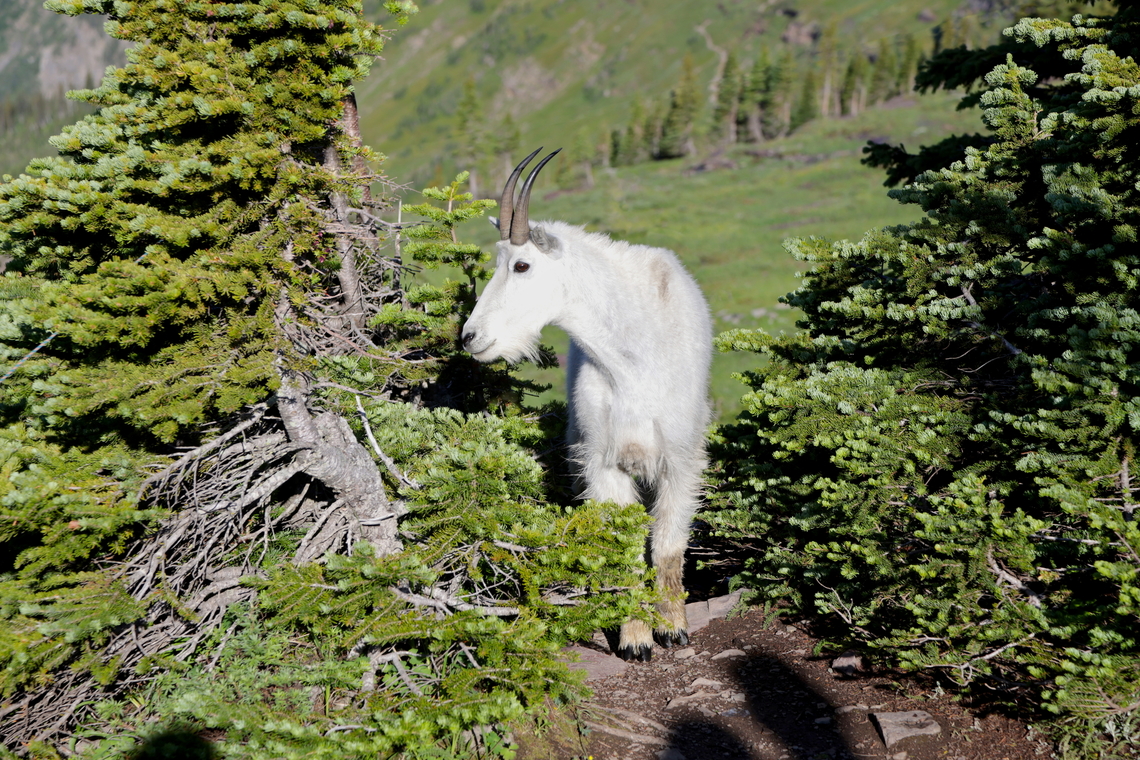 Rocky Mountain Goat or Oreamnos americanus Through years or exposure to humans this wild herd had no fear of people and you could get to within 3-4 feet of them. Walking down from the trail we met a park ranger who was on the way up to move the goats further away from the crowd to avoid someone from getting hurt. Some people just don&#039;t realize how unpredictable and aggressive these animal can be. Geotagged,Mountain goat,Oreamnos americanus,Summer,United States