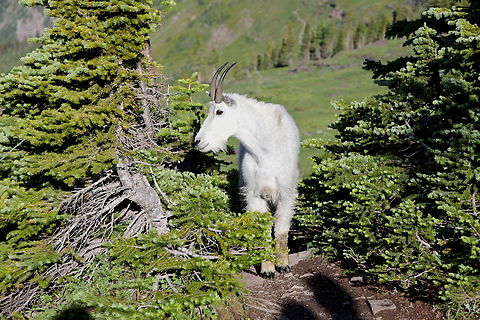 Rocky Mountain Goat or Oreamnos americanus Through years or exposure to humans this wild herd had no fear of people and you could get to within 3-4 feet of them. Walking down from the trail we met a park ranger who was on the way up to move the goats further away from the crowd to avoid someone from getting hurt. Some people just don't realize how unpredictable and aggressive these animal can be. Geotagged,Mountain goat,Oreamnos americanus,Summer,United States