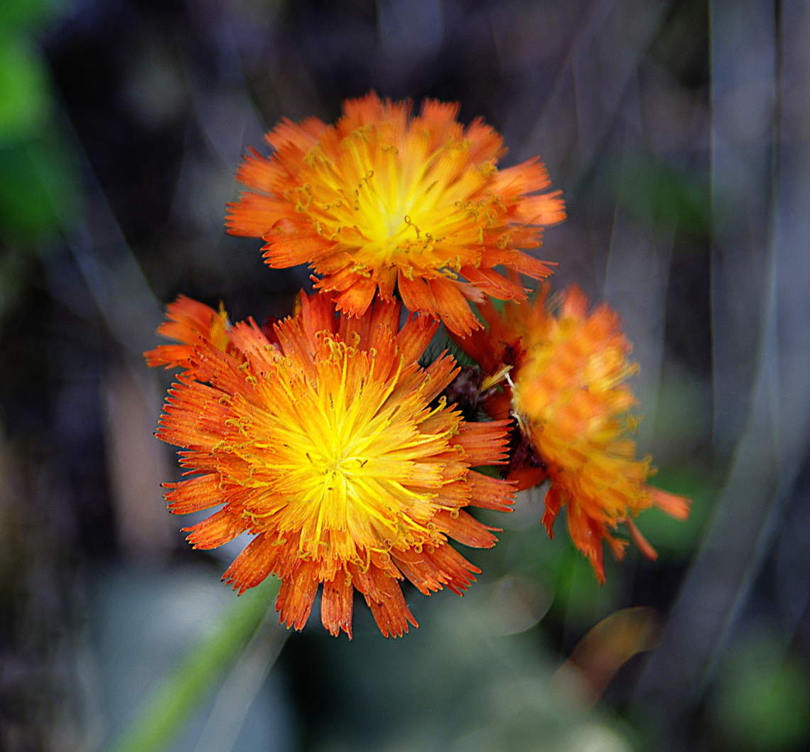 Orange hawkweed or Pilosella aurantiaca  Geotagged,Orange hawkweed,Pilosella aurantiaca,Summer,United States