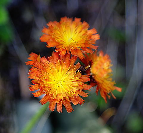 Orange hawkweed or Pilosella aurantiaca  Geotagged,Orange hawkweed,Pilosella aurantiaca,Summer,United States