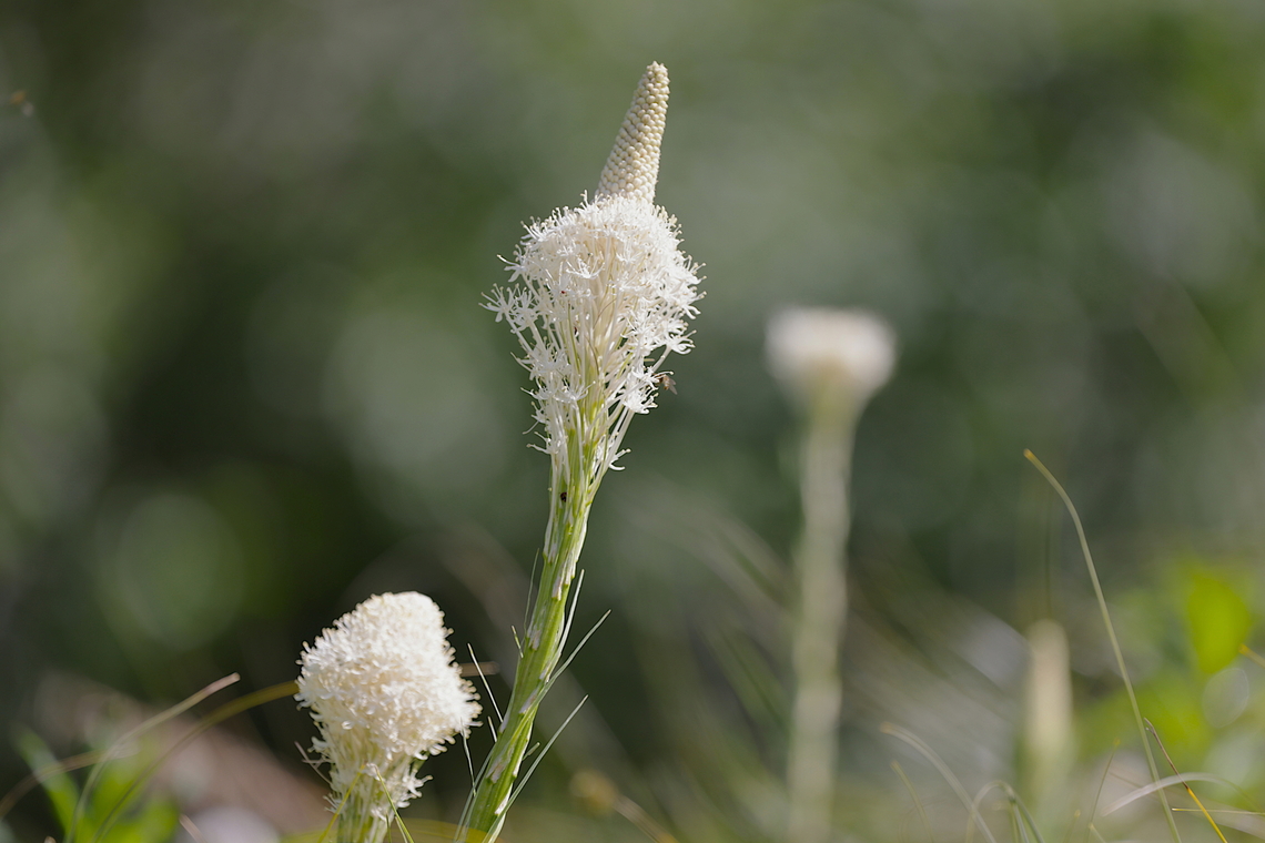 Bear Grass or Xerophyllum tenax  Bear Grass,Geotagged,Summer,United States,Xerophyllum tenax