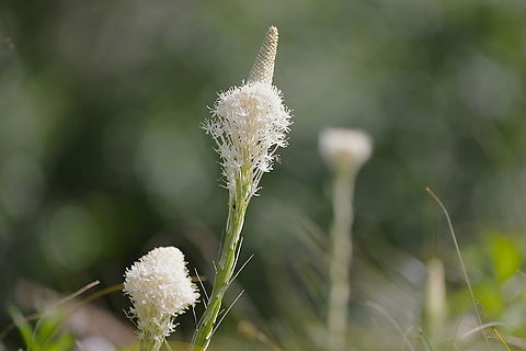 Bear Grass or Xerophyllum tenax  Bear Grass,Geotagged,Summer,United States,Xerophyllum tenax