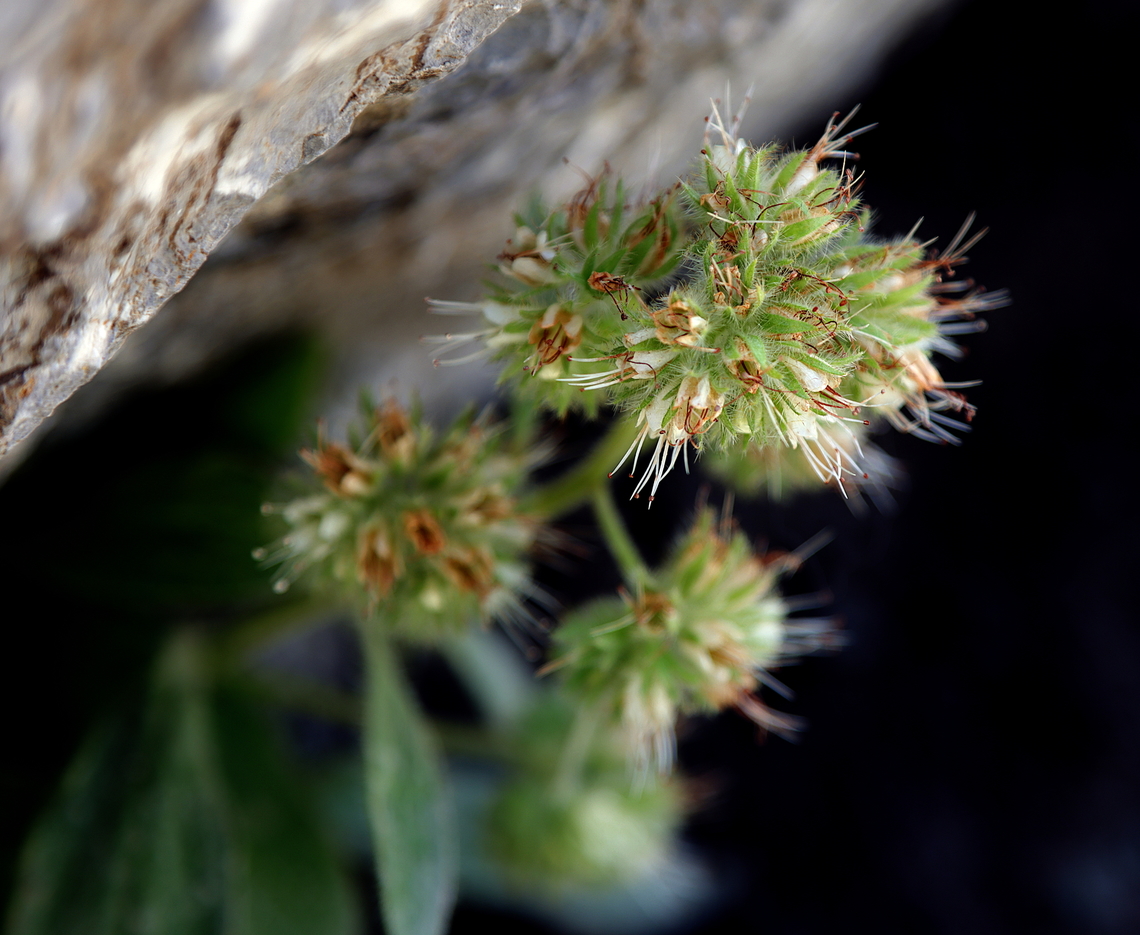 Narrow-sepal Scorpion-weed or Phacelia leptosepala  Geotagged,Narrow-sepal Scorpionweed,Phacelia leptosepala,Summer,United States