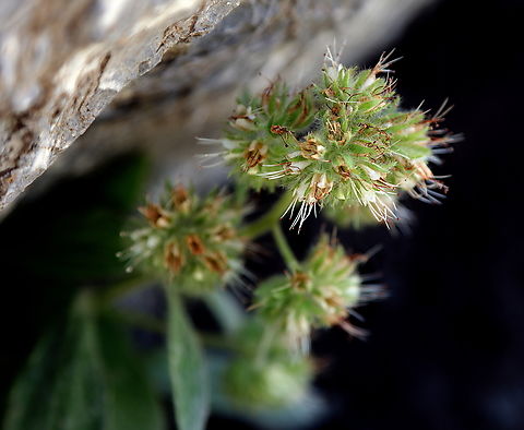 Narrow-sepal Scorpion-weed or Phacelia leptosepala  Geotagged,Narrow-sepal Scorpionweed,Phacelia leptosepala,Summer,United States