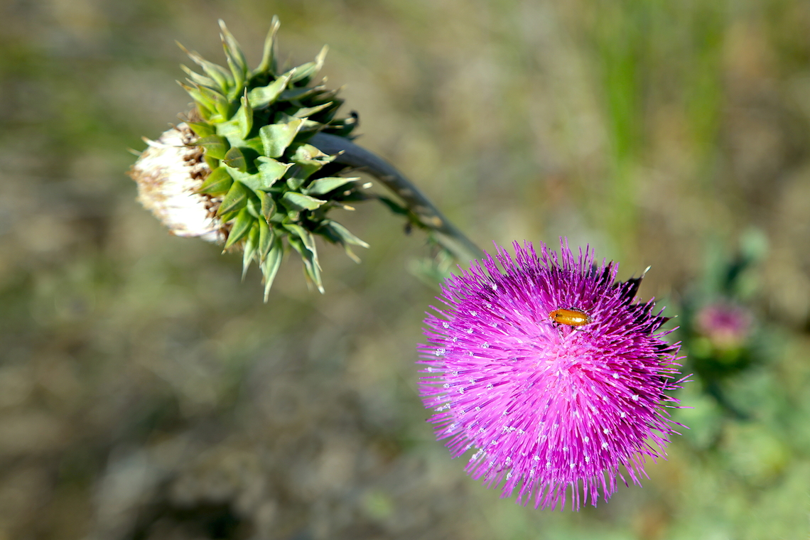 Canadian Thistle or Cirsium arvense  Cirsium arvense,Creeping Thistle,Geotagged,Summer,United States
