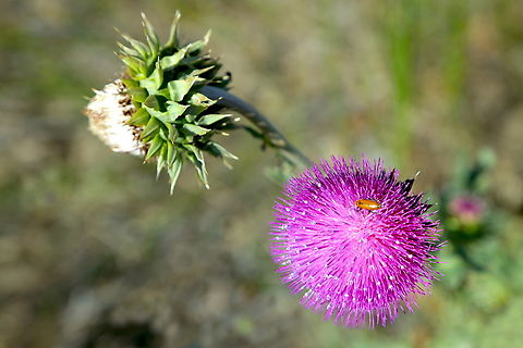 Canadian Thistle or Cirsium arvense  Cirsium arvense,Creeping Thistle,Geotagged,Summer,United States