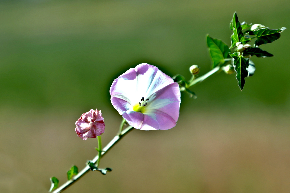 Field Bindweed or Convolvulus arvensis  Convolvulus arvensis,Field Bindweed,Geotagged,Summer,United States