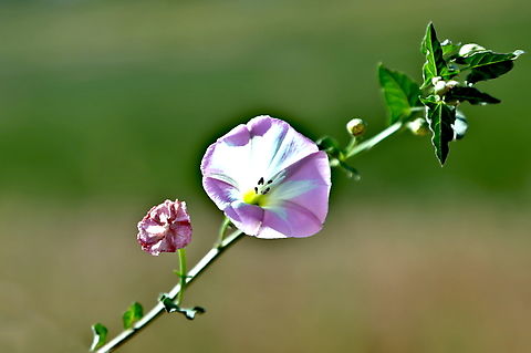 Field Bindweed or Convolvulus arvensis  Convolvulus arvensis,Field Bindweed,Geotagged,Summer,United States