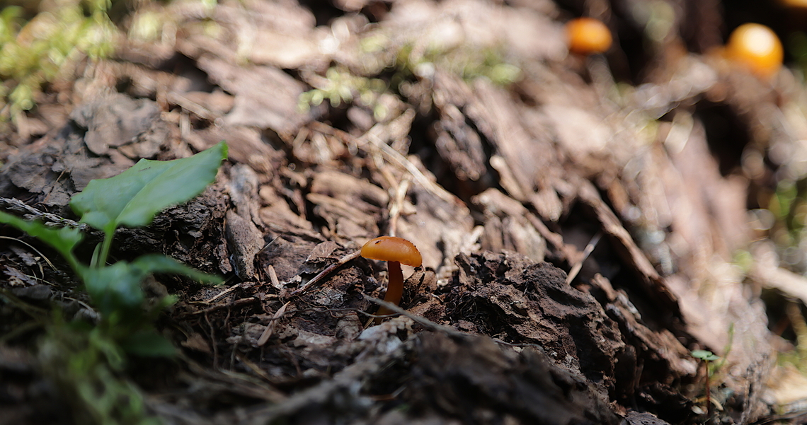 Unknown mushroom  5N4A4286 Geotagged,Summer,United States
