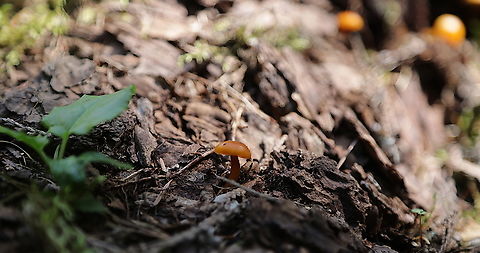 Unknown mushroom  5N4A4286 Geotagged,Summer,United States