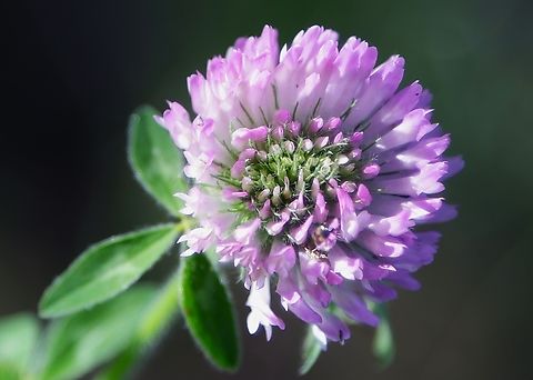 Red Clover or Trifolium pratense  5N4A3813 Geotagged,Red Clover,Summer,Trifolium pratense,United States