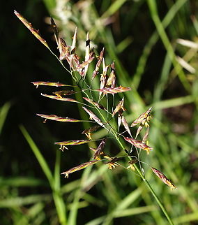 Smooth Brome or Bromus inermis  5N4A3823 Bromus inermis,Geotagged,Summer,United States
