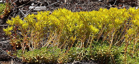 Lance-leaved Stonecrop or Sedum lanceolatum Washington State near Mount Rainier. Geotagged,Lanceleaf stonecrop,Sedum lanceolatum,Summer,United States