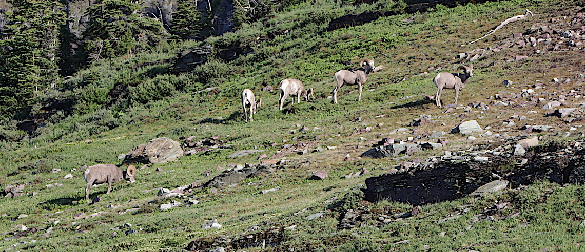 Rocky Mountain bighorn sheep or Ovis canadensis  Unlike the mountain goats the bighorn sheep were very leery of the people and stayed away. Bighorn sheep,Geotagged,Ovis canadensis,Summer,United States