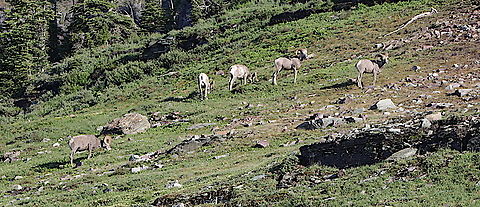 Rocky Mountain bighorn sheep or Ovis canadensis  Unlike the mountain goats the bighorn sheep were very leery of the people and stayed away. Bighorn sheep,Geotagged,Ovis canadensis,Summer,United States