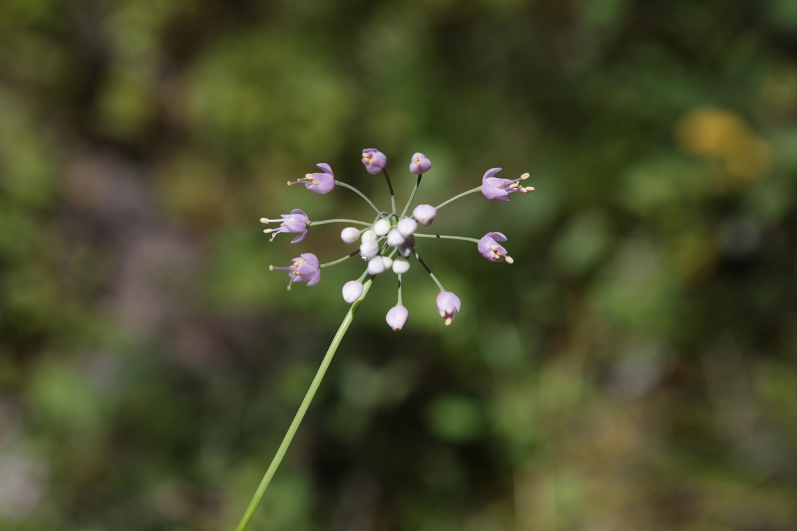 Nodding Onion or Allium cernuum  Allium cernuum,Geotagged,Nodding onion,Summer,United States