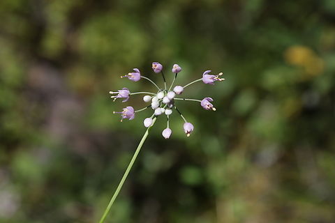 Nodding Onion or Allium cernuum  Allium cernuum,Geotagged,Nodding onion,Summer,United States