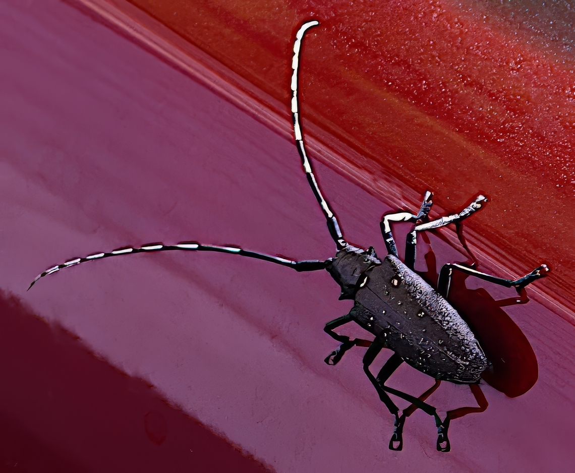 White-spotted Pine Sawyer or Monochamus scutellatus The Whitespotted Pine Sawyer can be clearly identified by the white spot at the top center of its wing covers.<br />
<figure class="photo"><a href="https://www.jungledragon.com/image/171167/whitespotted_sawyer_or_monochamus_scutellatus.html" title="Whitespotted Sawyer or Monochamus scutellatus"><img src="https://s3.amazonaws.com/media.jungledragon.com/images/5803/171167_thumb.jpeg?AWSAccessKeyId=05GMT0V3GWVNE7GGM1R2&Expires=1769040010&Signature=UkdP4B2nI7oK8lMM2Y3IC61zQR8%3D" width="200" height="196" alt="Whitespotted Sawyer or Monochamus scutellatus  Eagle Running Falls Montana. Geotagged,Monochamus scutellatus,Summer,United States,White-spotted Sawyer" /></a></figure> Geotagged,Monochamus scutellatus,Summer,United States,White-spotted Sawyer