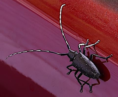 White-spotted Pine Sawyer or Monochamus scutellatus The Whitespotted Pine Sawyer can be clearly identified by the white spot at the top center of its wing covers.
https://www.jungledragon.com/image/171167/whitespotted_sawyer_or_monochamus_scutellatus.html Geotagged,Monochamus scutellatus,Summer,United States,White-spotted Sawyer