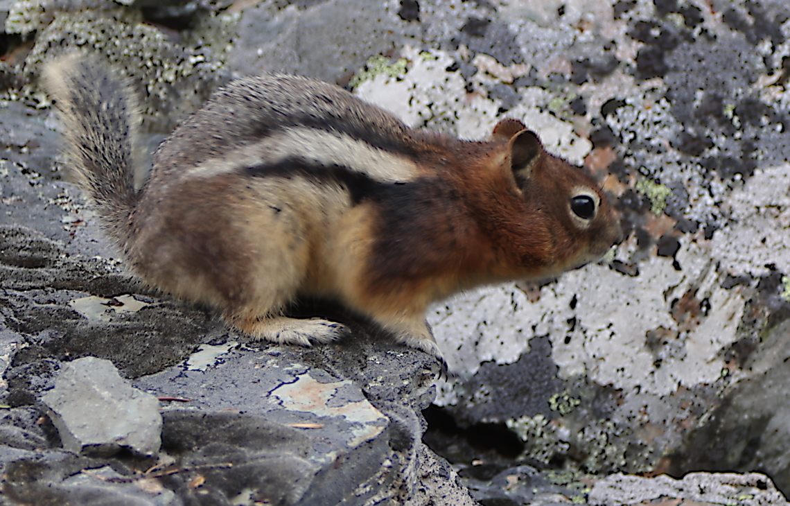 Golden-mantled Ground Squirrel or Spermophilus lateralis  Callospermophilus lateralis,Geotagged,Golden-mantled ground squirrel,Summer,United States