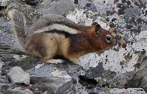 Golden-mantled Ground Squirrel or Spermophilus lateralis  Callospermophilus lateralis,Geotagged,Golden-mantled ground squirrel,Summer,United States