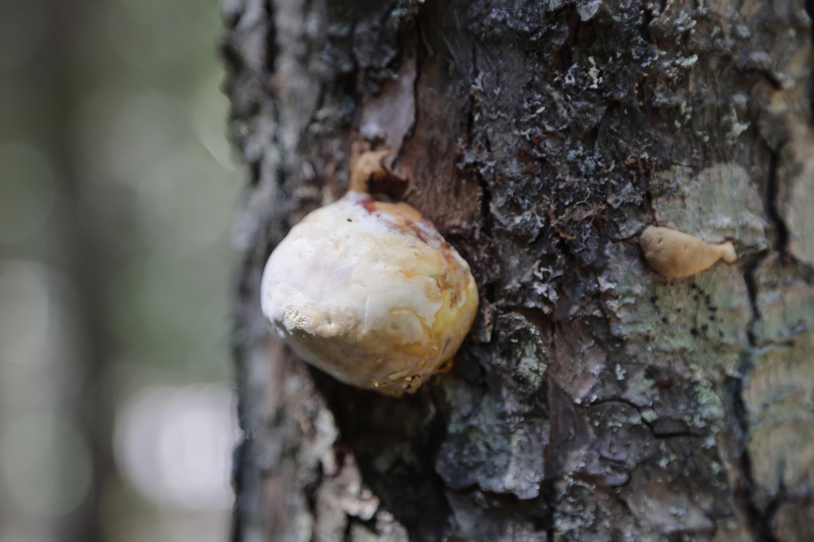 Young conk or Fomitopsis pinicola  Fomitopsis pinicola,Geotagged,Red Banded Polypore,Summer,United States