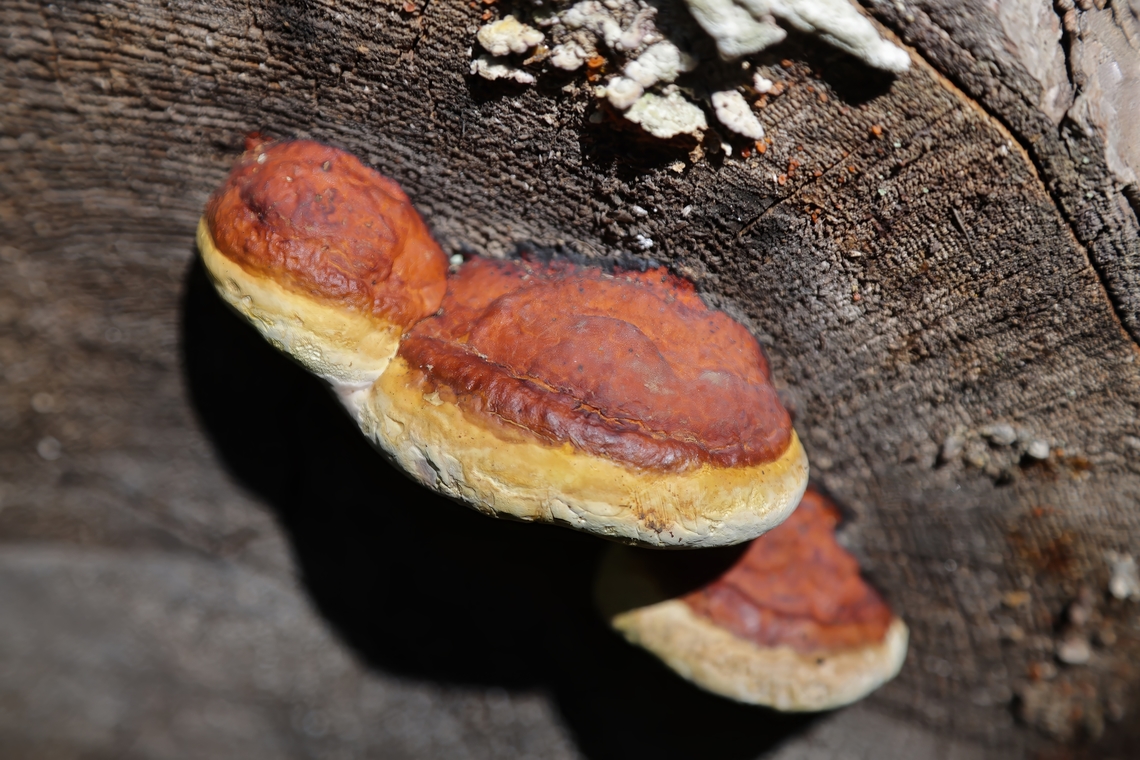 Conk or Fomitopsis pinicola  Fomitopsis pinicola,Geotagged,Red Banded Polypore,Summer,United States