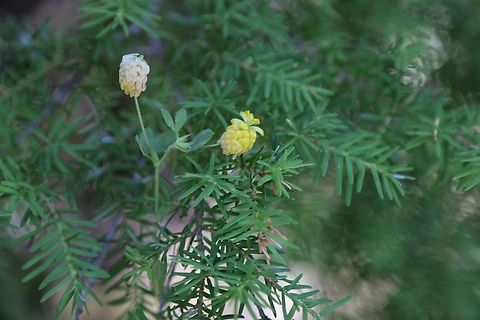 Large Hop Trefoil or Trifolium aureum  Geotagged,Summer,Trifolium aureum,Trifolium aureus,United States