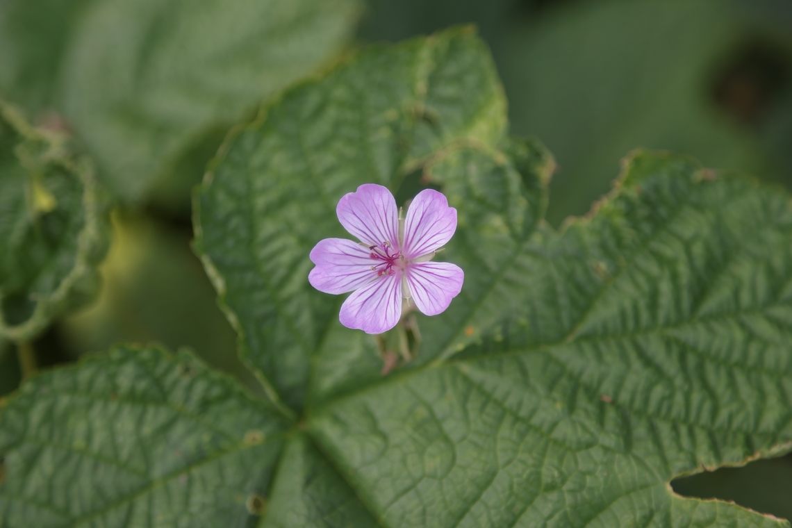 Sticky Purple Geranium or Geranium Viscosissimum  <figure class="photo"><a href="https://www.jungledragon.com/image/151155/sticky_purple_geranium_or_geranium_viscosissimum.html" title="Sticky purple geranium or Geranium viscosissimum"><img src="https://s3.amazonaws.com/media.jungledragon.com/images/5803/151155_thumb.JPG?AWSAccessKeyId=05GMT0V3GWVNE7GGM1R2&Expires=1770854410&Signature=%2BZ9gc2IEyxXfNcj9hG9aoWEDqII%3D" width="200" height="188" alt="Sticky purple geranium or Geranium viscosissimum Island Park, Idaho near Yellowstone, USA<br />
https://www.jungledragon.com/image/151156/sticky_purple_geranium_or_geranium_viscosissimum.html Geotagged,Geranium viscosissimum,Sticky purple Geranium,Summer,United States" /></a></figure> Geotagged,Geranium viscosissimum,Sticky purple Geranium,Summer,United States