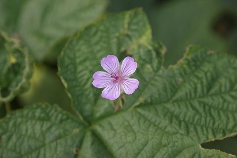 Sticky Purple Geranium or Geranium Viscosissimum  https://www.jungledragon.com/image/151155/sticky_purple_geranium_or_geranium_viscosissimum.html Geotagged,Geranium viscosissimum,Sticky purple Geranium,Summer,United States