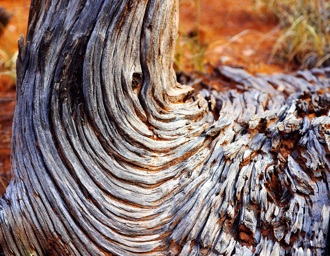 Cedar Tree abstract or Utah Juniper or Juniperus utahensis  Geotagged,Juniperus scopulorum,Rocky Mountain Juniper,Summer,United States