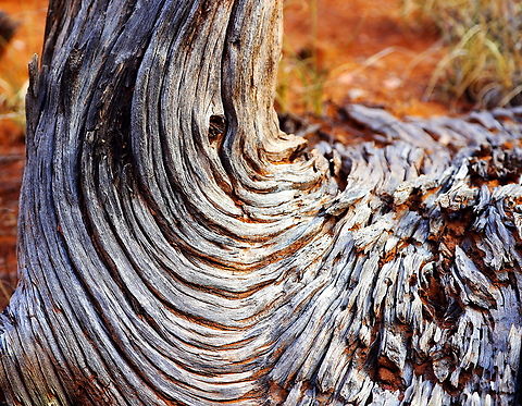 Cedar Tree abstract or Utah Juniper or Juniperus utahensis  Geotagged,Juniperus scopulorum,Rocky Mountain Juniper,Summer,United States