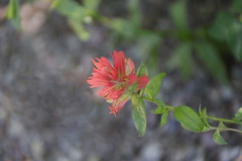Giant Red Indian Paintbrush or Castilleja miniata  5N4A4345 Castilleja miniata,Geotagged,Giant red Indian paintbrush,United States