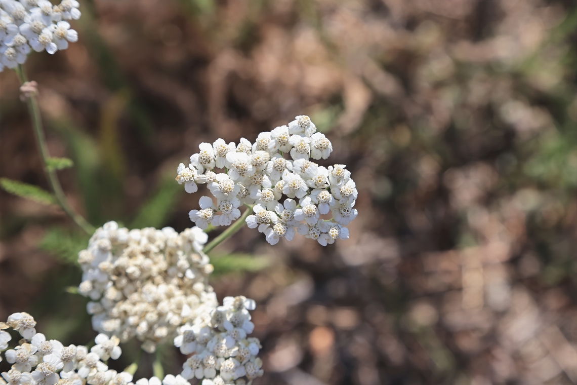 Common Yarrow or Achillea millefolium  Achillea millefolium,Common yarrow,Geotagged,Summer,United States