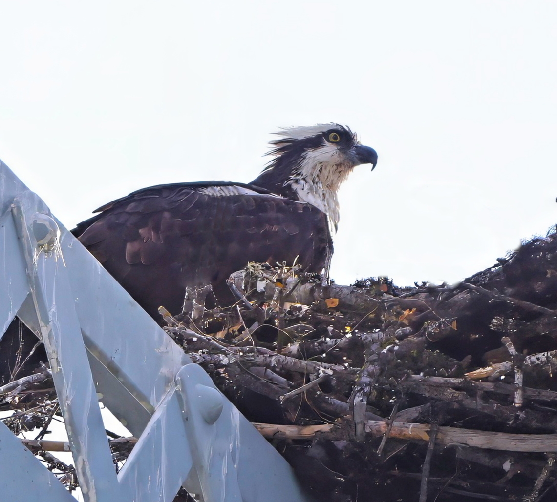Osprey or Pandion haliaetus  Heyburn State Park-Bridge Geotagged,Osprey,Pandion haliaetus,Summer,United States