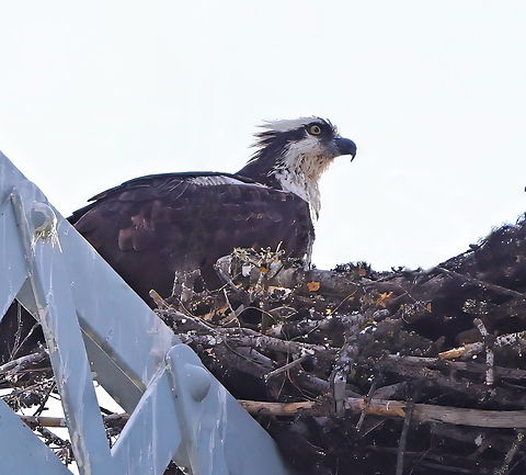 Osprey or Pandion haliaetus  Heyburn State Park-Bridge Geotagged,Osprey,Pandion haliaetus,Summer,United States